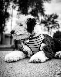 Close-up of a dog looking away