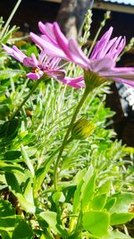 Close-up of flowers