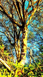 Low angle view of tree trunk