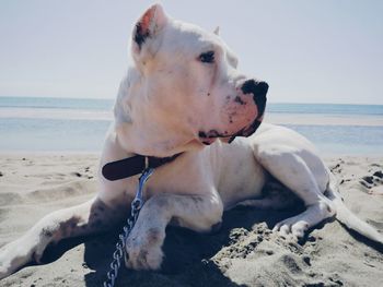 Dog on beach