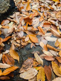 Full frame shot of dry maple leaves during autumn