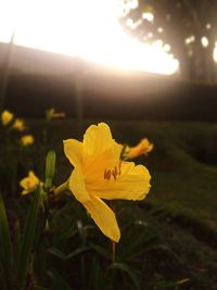 Close-up of yellow crocus flower on field