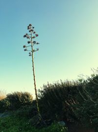 Plants growing on landscape against clear sky