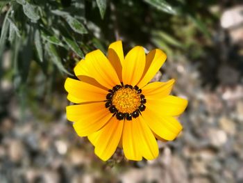 Close-up of yellow flower blooming outdoors