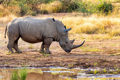 White rhinoceros on field 
