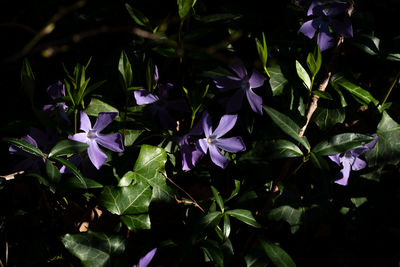 Close-up of purple flowering plants