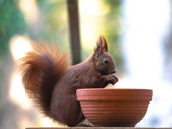 Close-up of squirrel