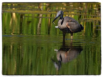 Bird in lake