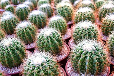 Small cactus in pot for sale