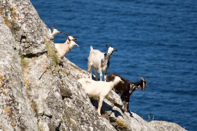 Birds on rock