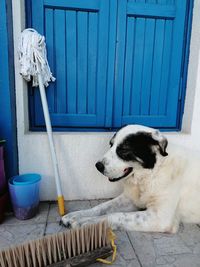 Dog lying on entrance