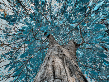 Low angle view of bare tree against blue sky