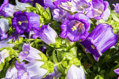 Close-up of purple flowers
