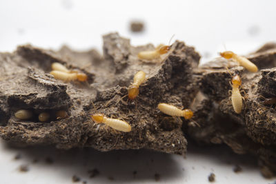 Close-up of cigarette on table
