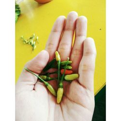 Close-up of hand holding tomato