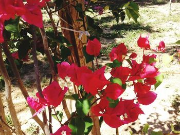 Low angle view of red flowers blooming on tree