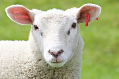 Close-up portrait of a sheep