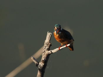 Bird perching on a branch