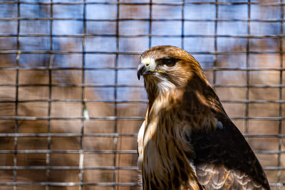 Close-up of eagle in cage at zoo