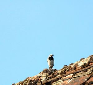 Low angle view of seagull perching on rock