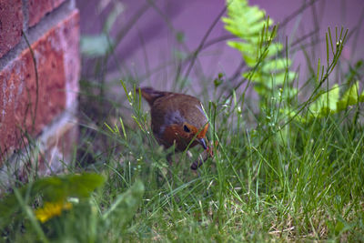 Close-up of a bird on field