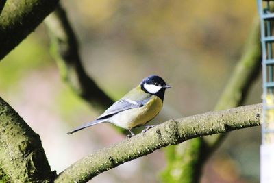 Close-up of great tit perching on twig