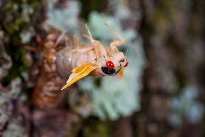Close-up of insect
