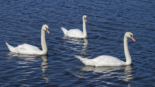 View of birds in water