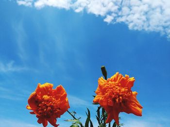 Low angle view of flowering plant against blue sky