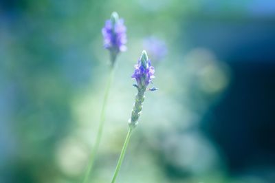 Close-up of purple flowers