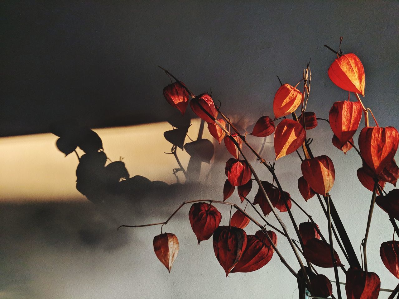 CLOSE-UP OF RED FLOWERING PLANT AGAINST ORANGE SKY