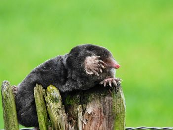 Close-up of an animal sitting on wood