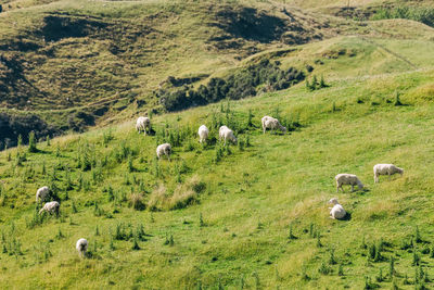 Sheep grazing in a field