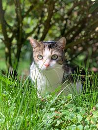 Portrait of a cat on grass