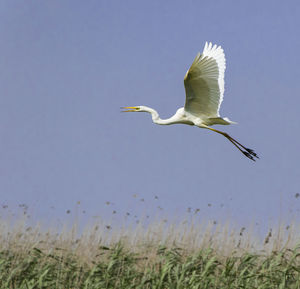 Low angle view of bird flying against clear sky