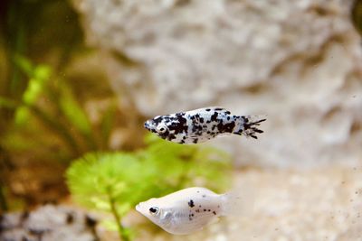 Close-up of fish swimming in sea