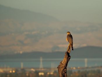 Close-up of bird perching against sky at sunset