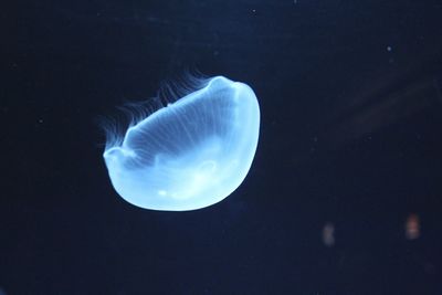 Close-up of jellyfish swimming in sea