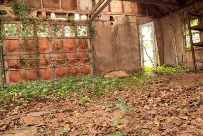 Plants growing on abandoned building