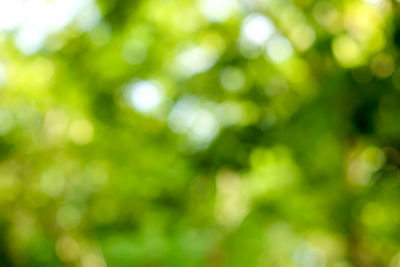 Defocused image of tree