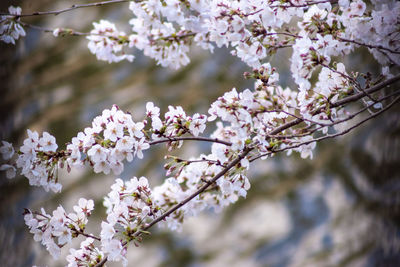 Close-up of cherry blossom tree