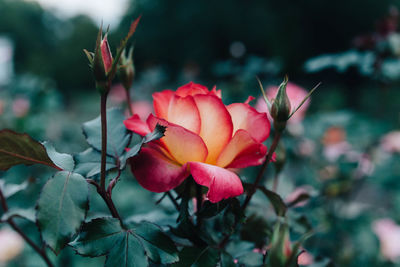 Close-up of rose plant