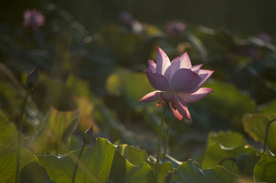 Close-up of flower blooming outdoors