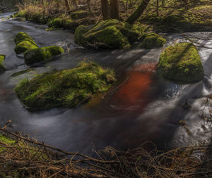 Scenic view of river flowing in forest