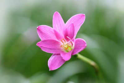 Close-up of pink flower