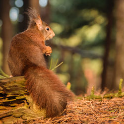 Close-up of squirrel on tree