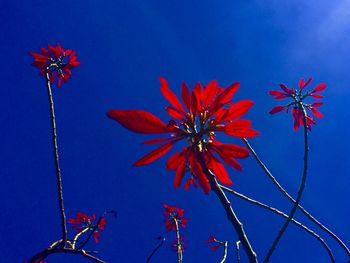 Low angle view of red flowers against clear blue sky