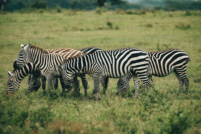 Zebras in a field