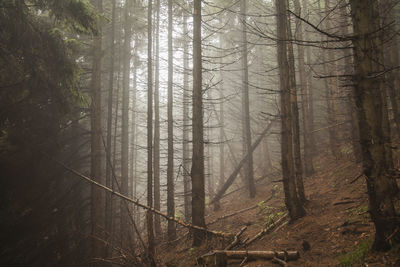 Trees in forest