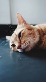 Close-up of cat lying down at home